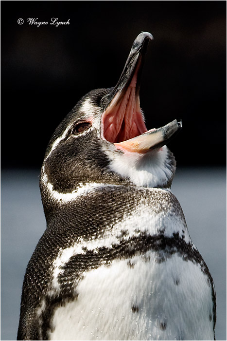 Galapagos Penguin 104 by Dr. Wayne Lynch &copy;